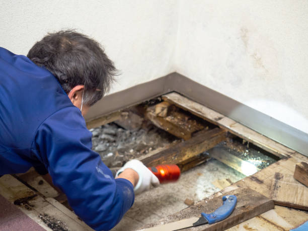 Attic Mold Removal in Oregon, WI
