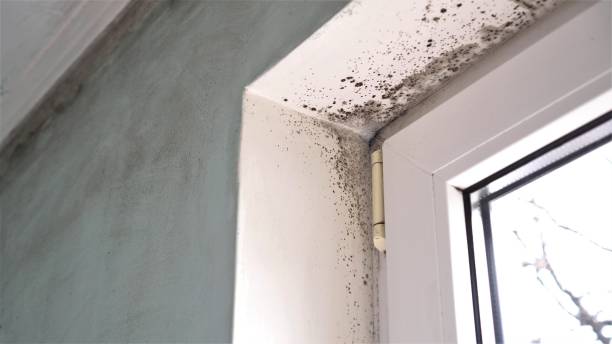 Professional Mold Removal in Oregon, WI
