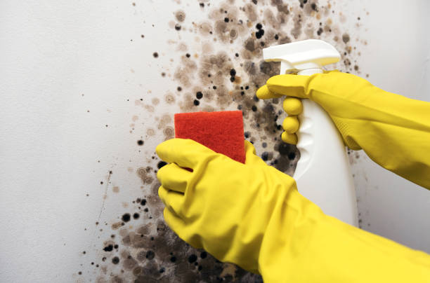 Best Toxic Mold Removal  in Oregon, WI