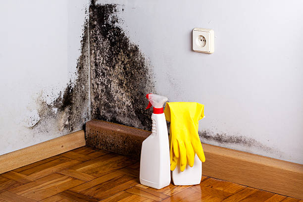 Best Professional Mold Removal  in Oregon, WI