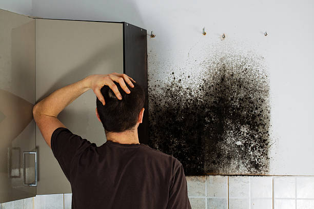 Best Mold Removal Company Near Me  in Oregon, WI