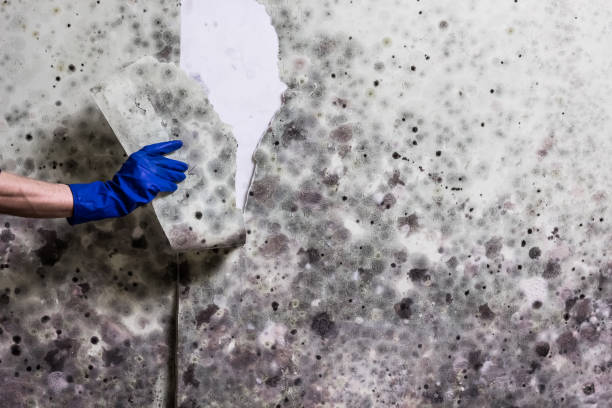 Best Mold Remediation  in Oregon, WI