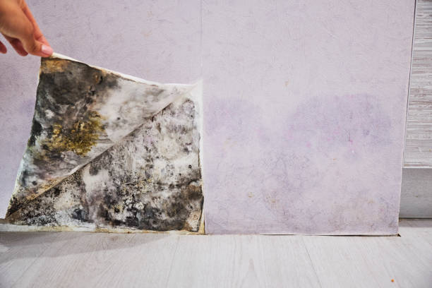 Best Same-Day Mold Removal  in Oregon, WI